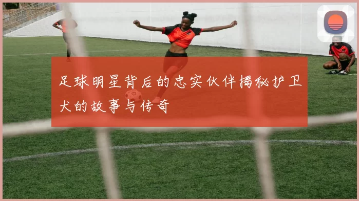 足球明星背后的忠实伙伴揭秘护卫犬的故事与传奇